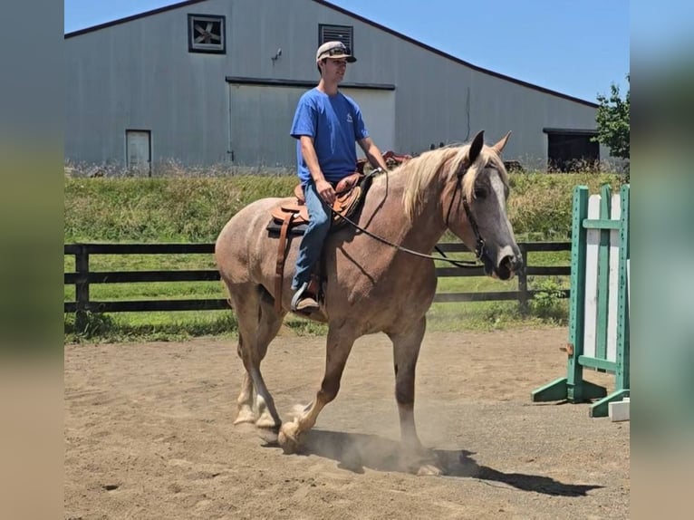 Draft Horse Mare 5 years 17 hh Roan-Red in Jeffersonton