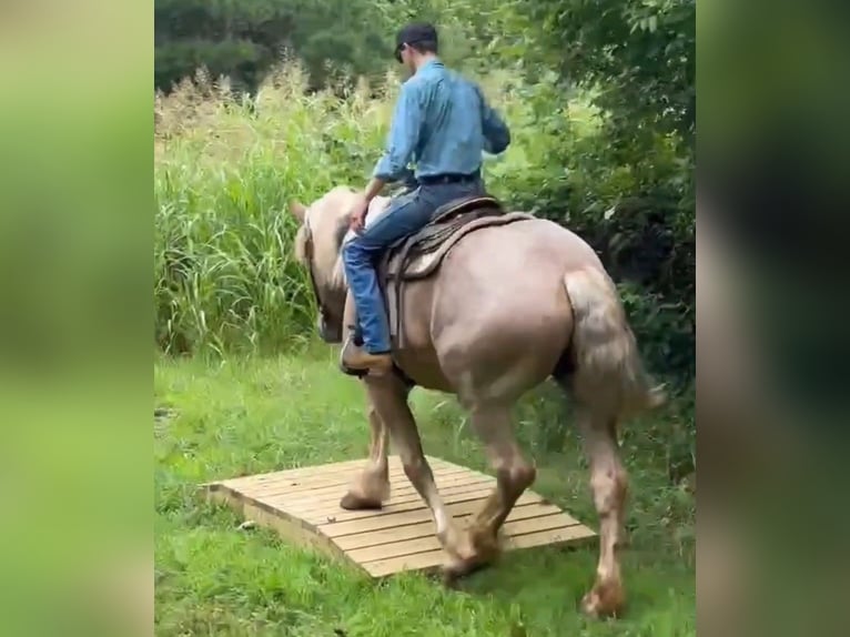 Draft Horse Mare 5 years 17 hh Roan-Red in Jeffersonton
