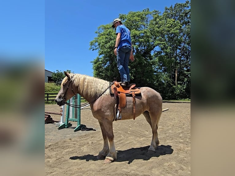 Draft Horse Mare 5 years 17 hh Roan-Red in Jeffersonton