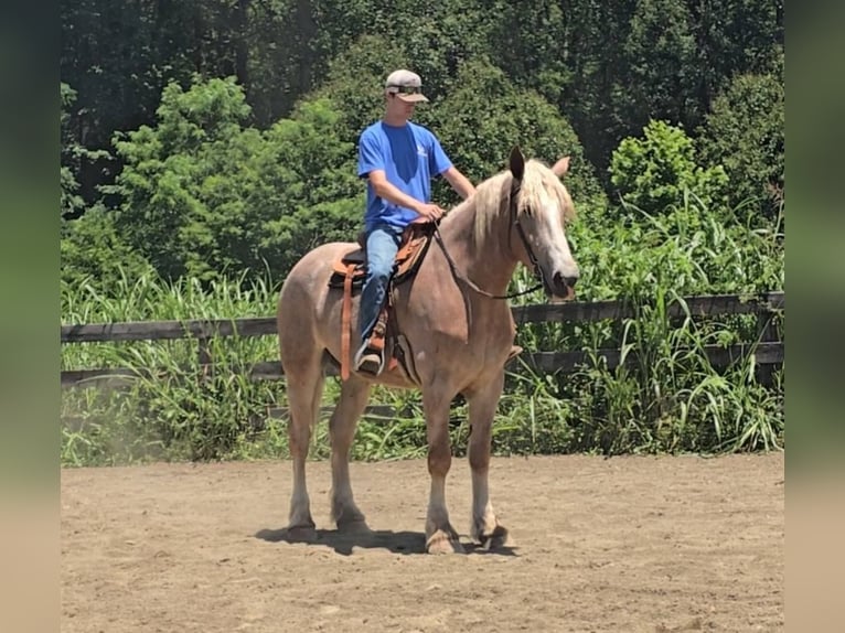 Draft Horse Mare 5 years 17 hh Roan-Red in Jeffersonton