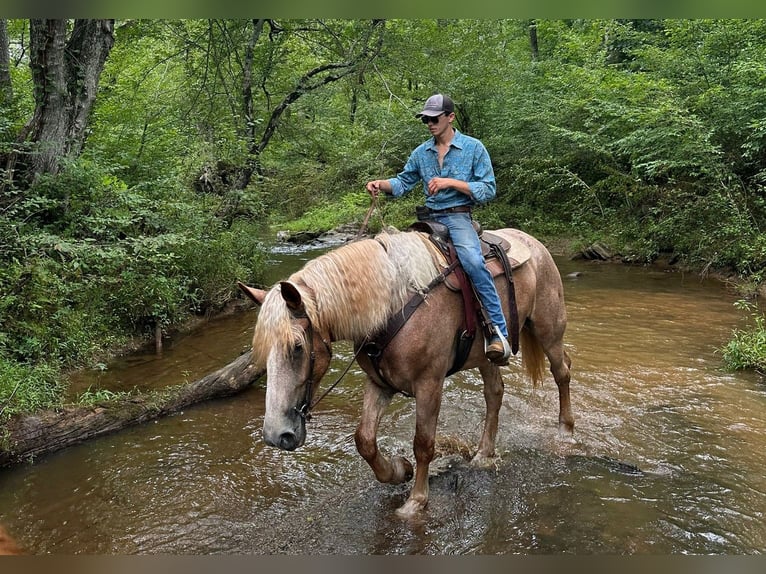 Draft Horse Mare 5 years 17 hh Roan-Red in Jeffersonton