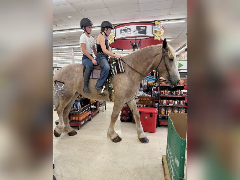 Draft Horse Mare 5 years 17 hh Roan-Red in Jeffersonton