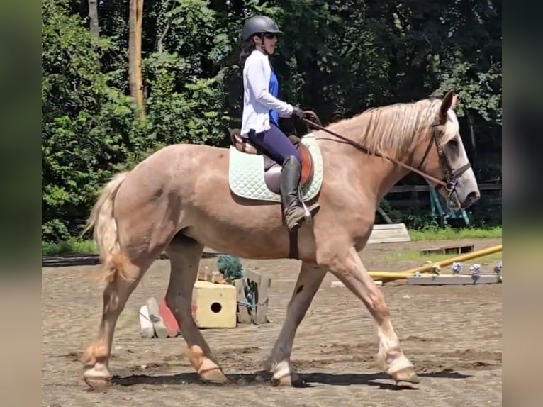 Draft Horse Mare 5 years 17 hh Roan-Red in Jeffersonton