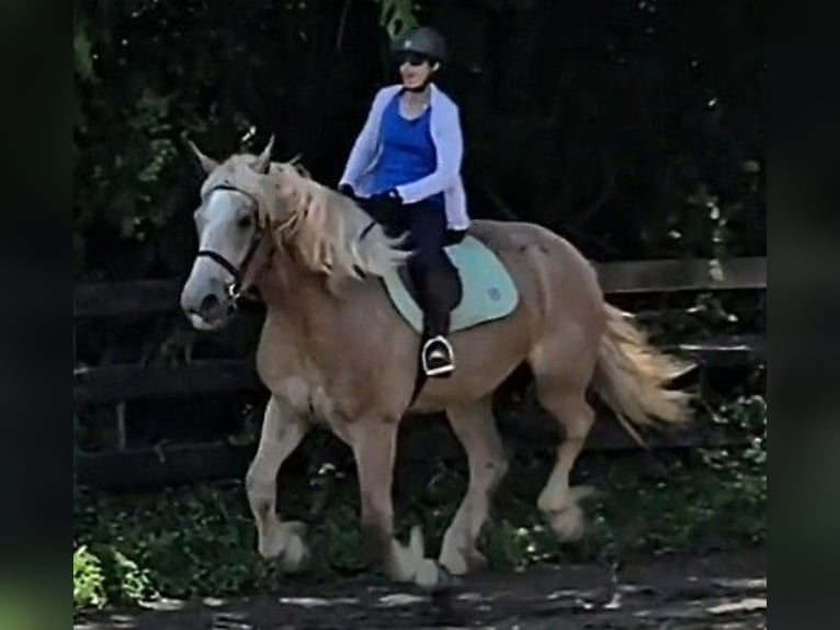 Draft Horse Mare 5 years 17 hh Roan-Red in Jeffersonton