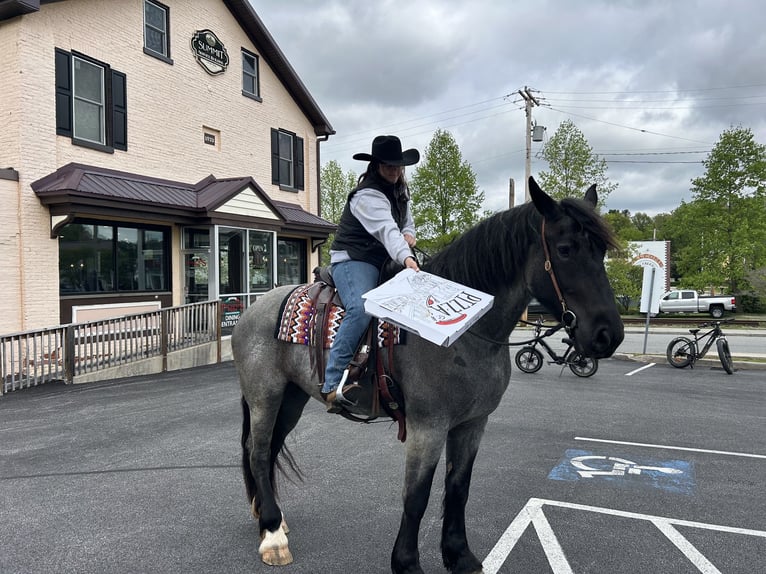 Draft Horse Mix Mare 5 years Roan-Blue in Street