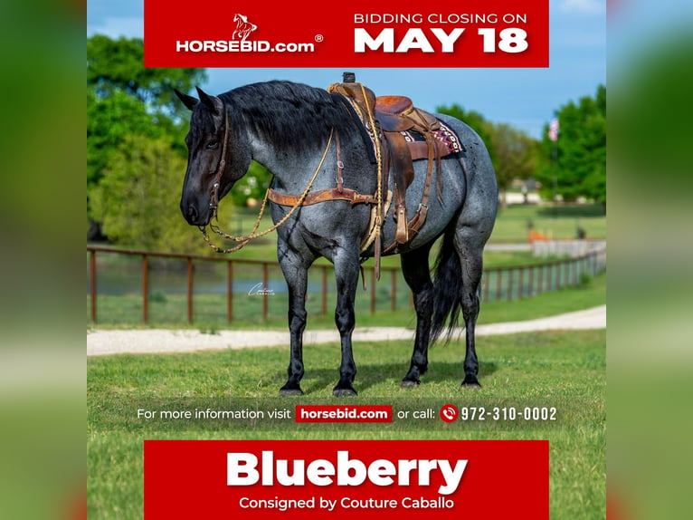 Draft Horse Mix Mare 5 years Roan-Blue in Fort Worth