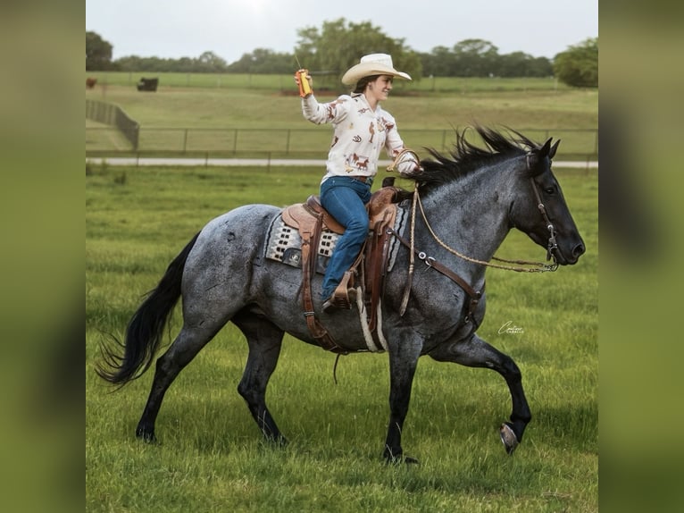 Draft Horse Mix Mare 5 years Roan-Blue in Fort Worth