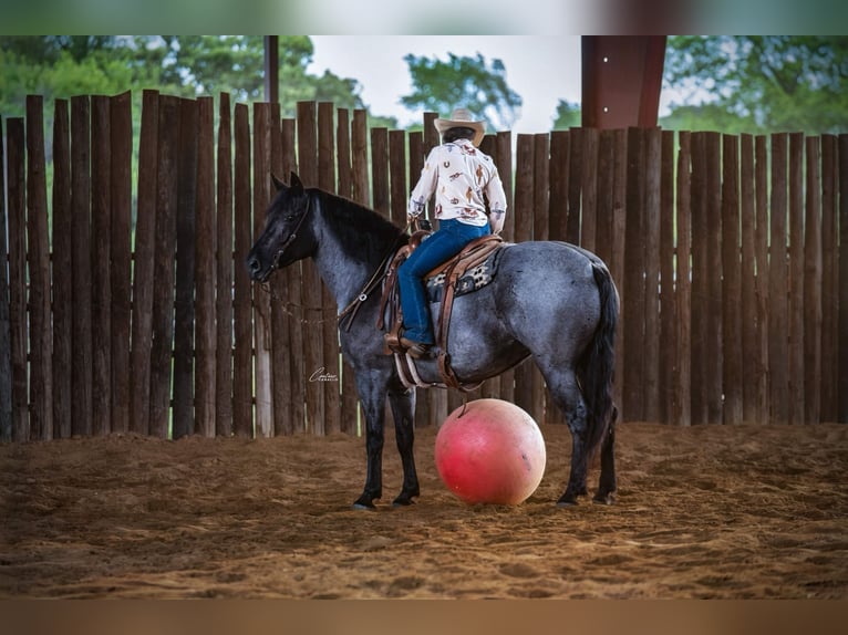 Draft Horse Mix Mare 5 years Roan-Blue in Fort Worth