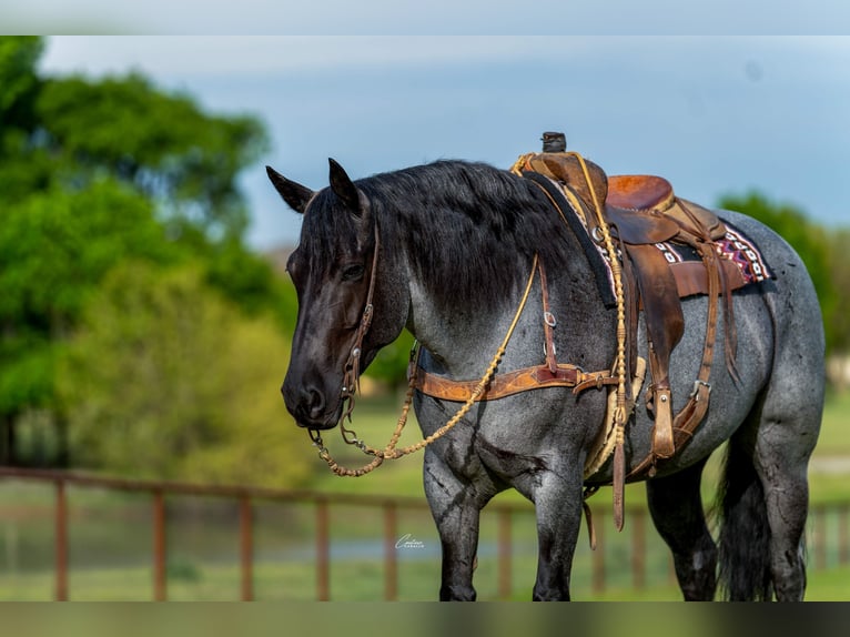 Draft Horse Mix Mare 5 years Roan-Blue in Fort Worth