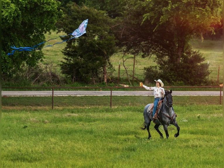 Draft Horse Mix Mare 5 years Roan-Blue in Fort Worth