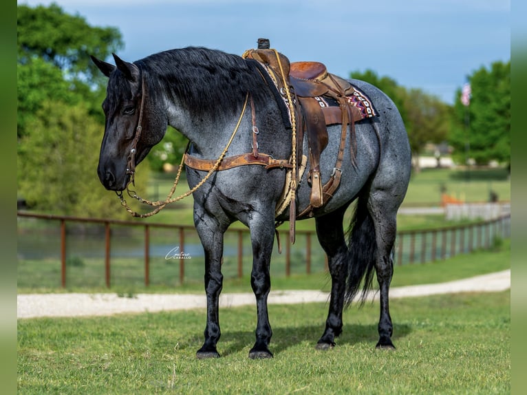 Draft Horse Mix Mare 5 years Roan-Blue in Fort Worth
