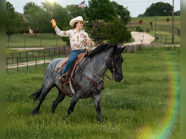 Draft Horse Mix Mare 5 years Roan-Blue in Fort Worth
