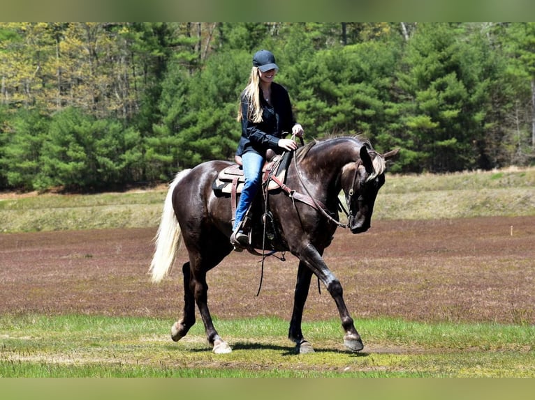 Draft Horse Mix Mare 5 years in Middleboro, MA