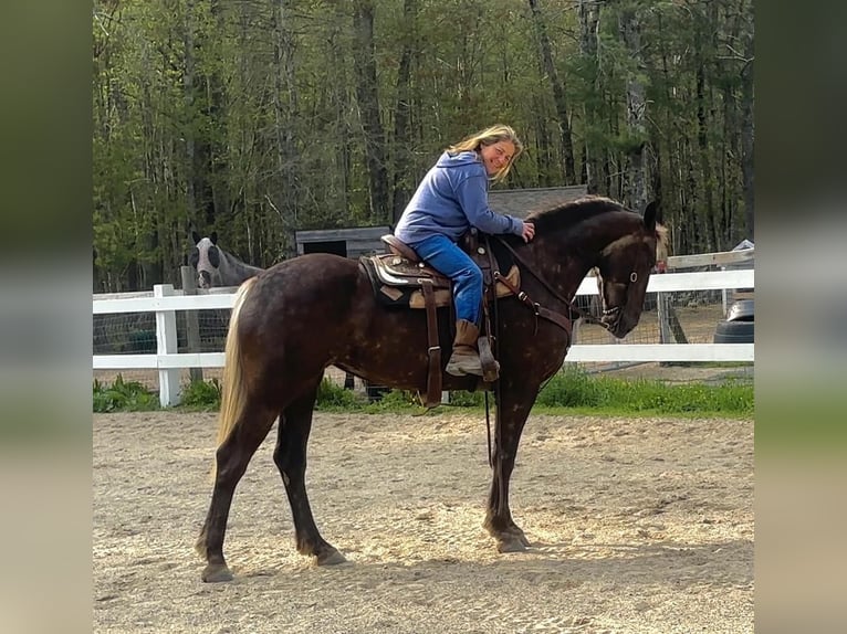 Draft Horse Mix Mare 5 years in Middleboro, MA