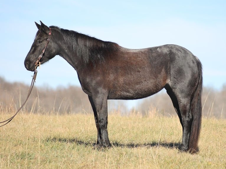 Draft Horse Mare 6 years 15,1 hh Roan-Blue in Brodhead KY