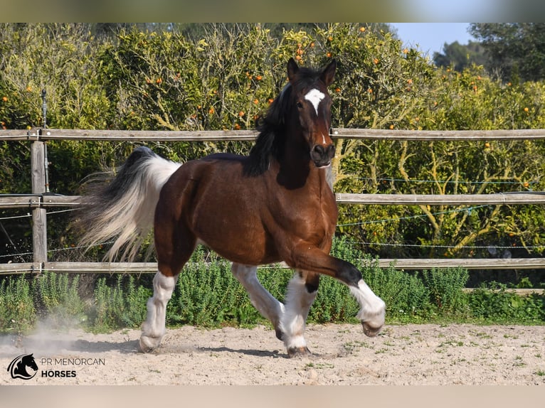 Draft Horse Mix Mare 6 years 15,2 hh Pinto in Menorca
