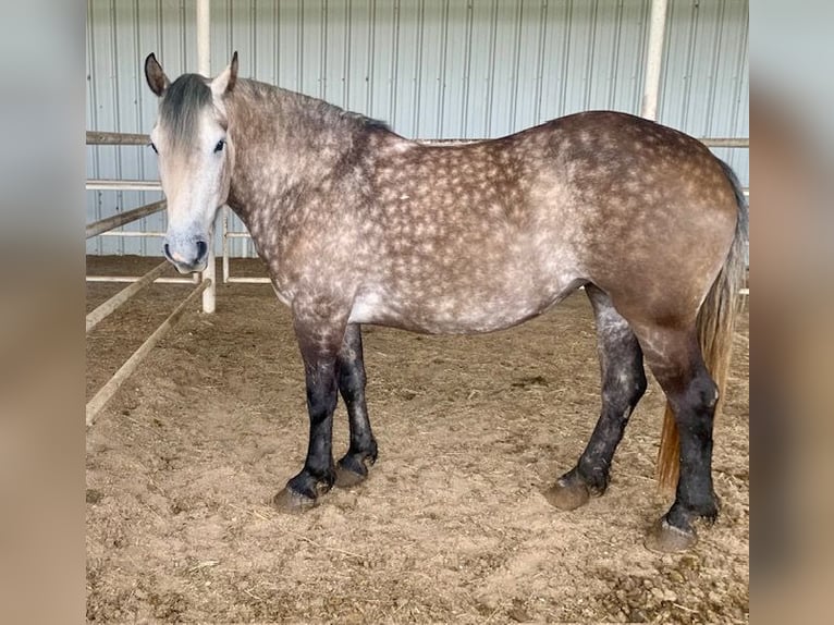 Draft Horse Mix Mare 6 years 15,3 hh Gray in Vinita