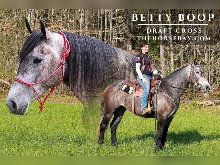 Draft Horse Mix Mare 6 years 15,3 hh Grey in Blairsville, GA