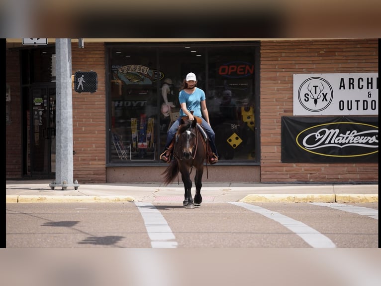 Draft Horse Mare 6 years 15 hh Bay in Victoria