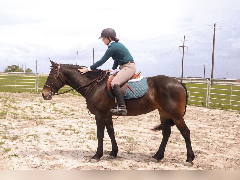 Draft Horse Mare 6 years 15 hh Bay in Victoria