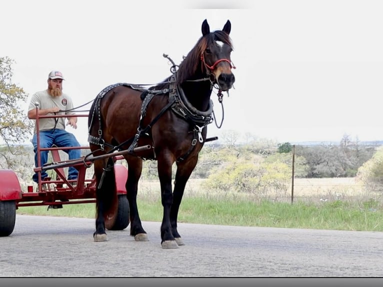 Draft Horse Mare 6 years 15 hh Bay in Victoria