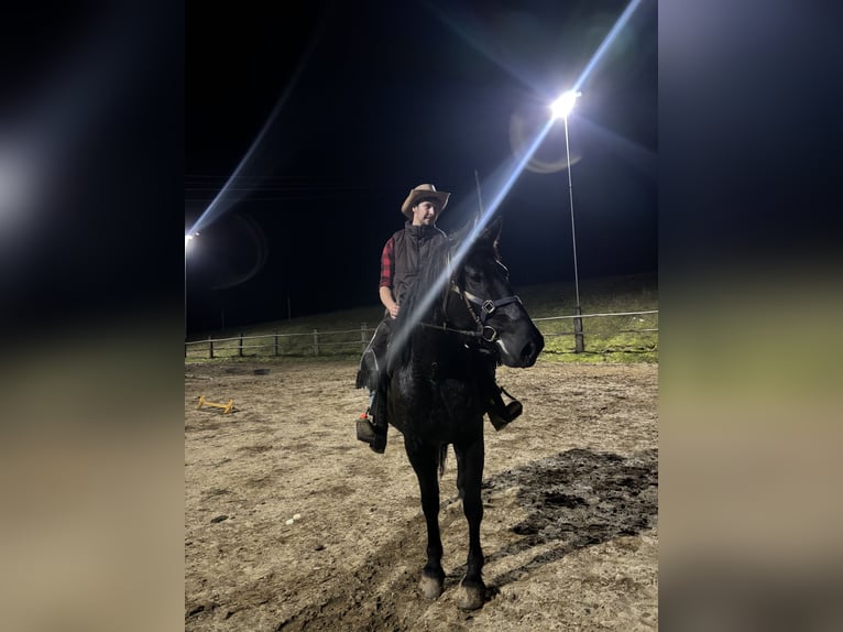 Draft Horse Mix Mare 6 years 15,1 hh Black in Ptuj