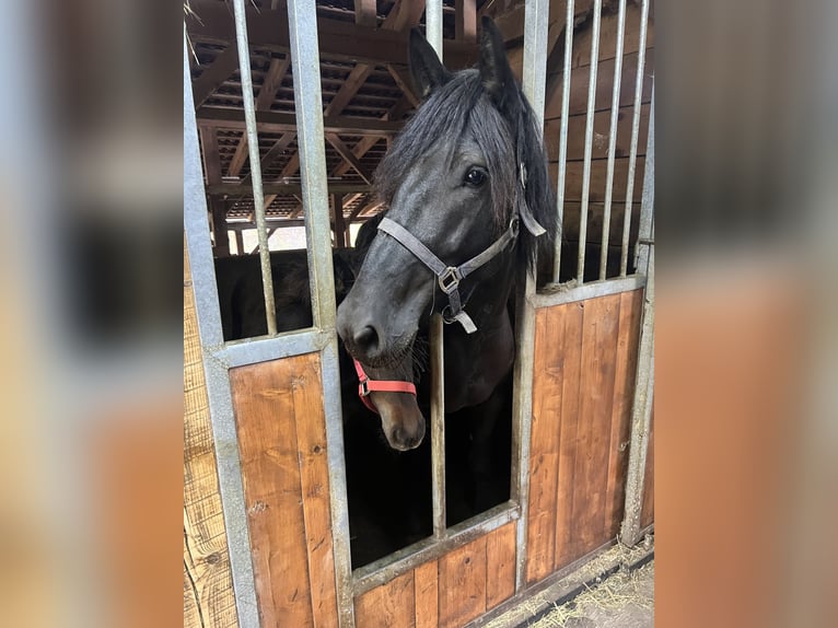 Draft Horse Mix Mare 6 years 15,1 hh Black in Ptuj