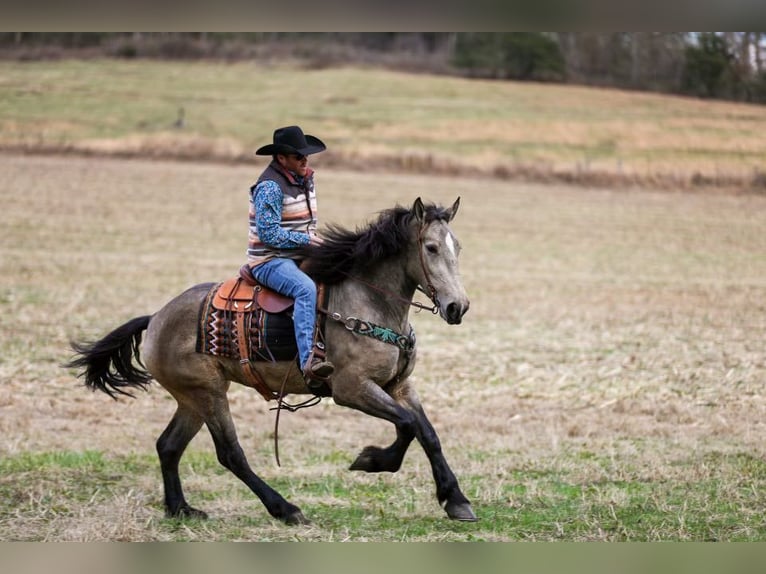 Draft Horse Mare 6 years 16,2 hh Buckskin in Santa Fe, TN