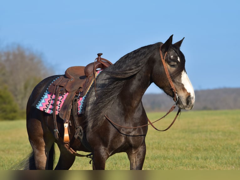 Draft Horse Mix Mare 6 years 16,2 hh Roan-Bay in Crab Orchard, KY