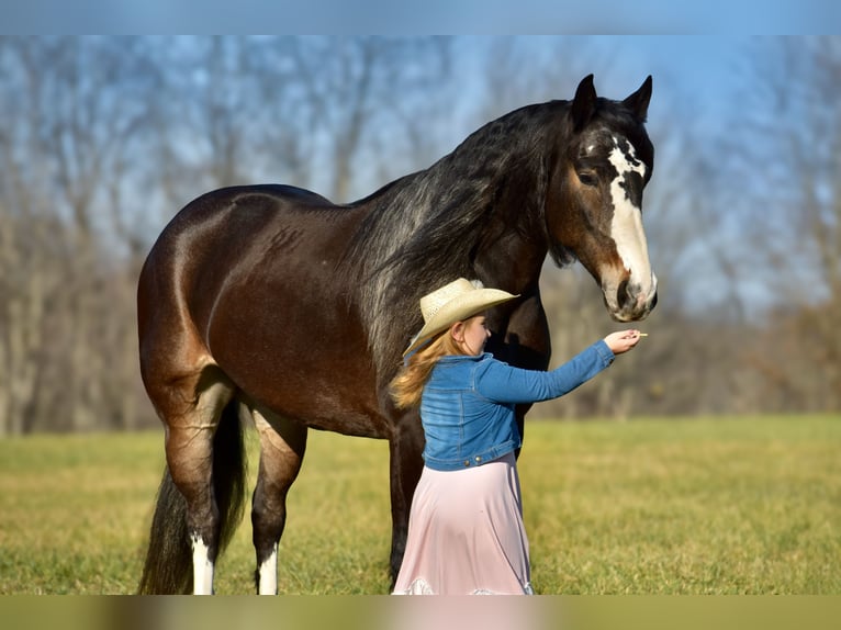 Draft Horse Mix Mare 6 years 16,2 hh Roan-Bay in Crab Orchard, KY