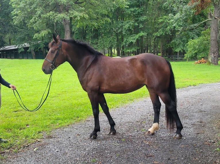 Draft Horse Mix Mare 6 years 16 hh Bay in Middleburg