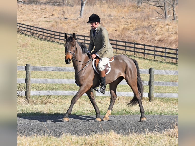 Draft Horse Mix Mare 6 years 16 hh Bay in Middleburg