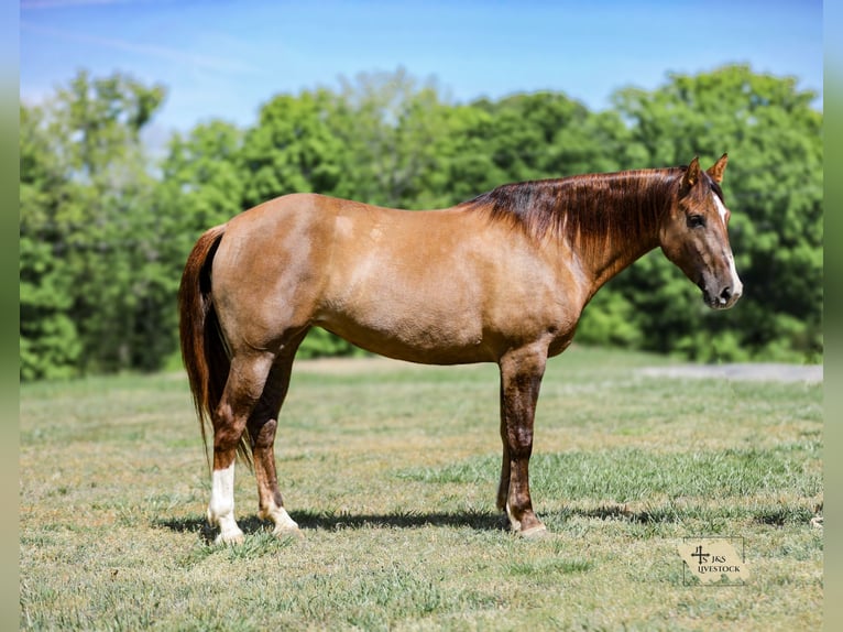 Draft Horse Mix Mare 6 years 16 hh Dun in Santa Fe