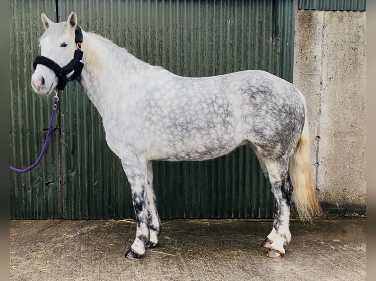 Draft Horse Mare 6 years 16 hh Grey-Dapple in Sligo