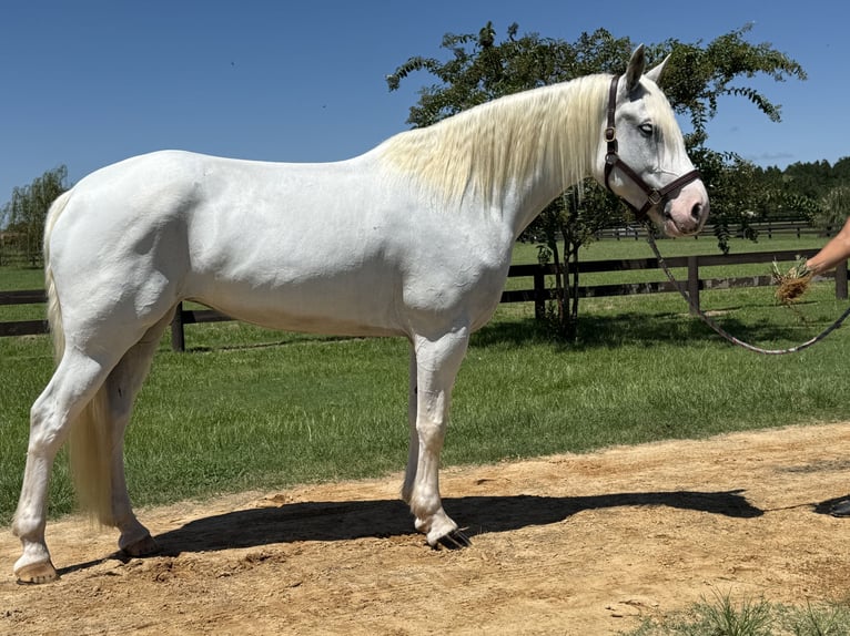 Draft Horse Mix Mare 6 years 16 hh Grey in Johnston