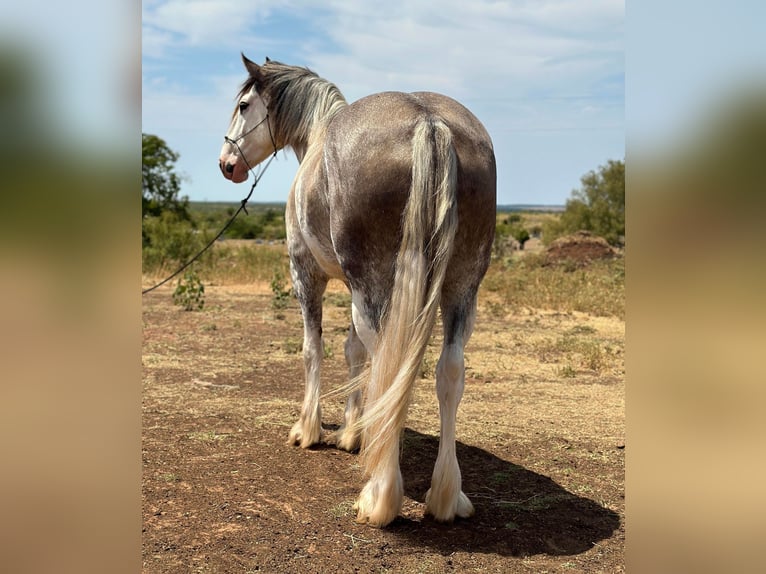 Draft Horse Mare 6 years 16 hh Roan-Blue in Byers, TX