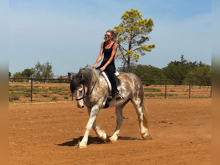 Draft Horse Mare 6 years 16 hh Roan-Blue in Byers, TX