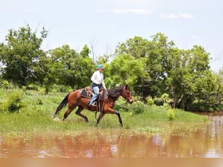 Draft Horse Mare 7 years 14,3 hh Bay in PERRY, OK
