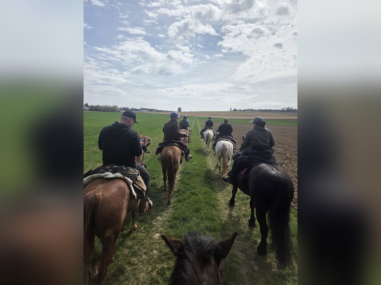 Draft Horse Mare 7 years 15.1 hh Brown in Mengkofen