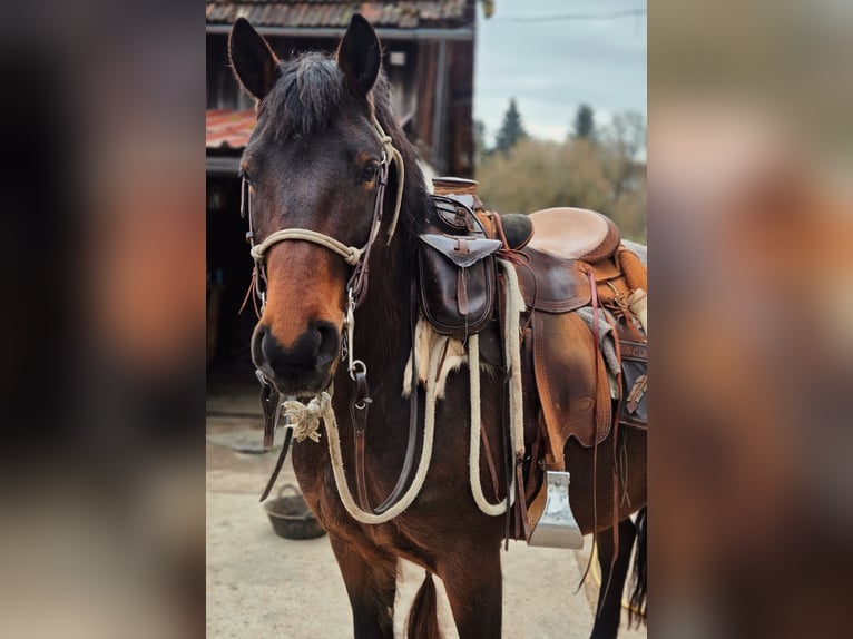 Draft Horse Mare 7 years 15.1 hh Brown in Mengkofen