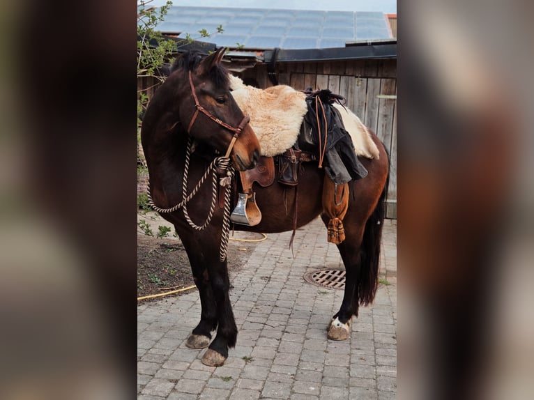 Draft Horse Mare 7 years 15.1 hh Brown in Mengkofen