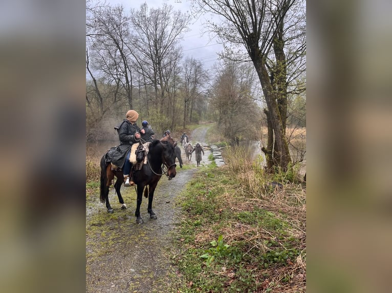 Draft Horse Mare 7 years 15.1 hh Brown in Mengkofen