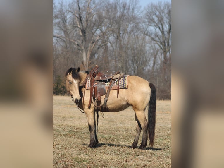 Draft Horse Mare 7 years 15 hh Buckskin in Charleston, IL