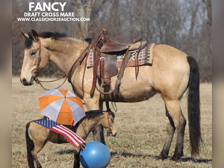 Draft Horse Mare 7 years 15 hh Buckskin in Charleston, IL