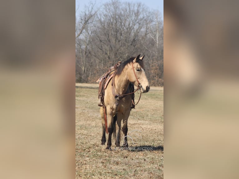 Draft Horse Mare 7 years 15 hh Buckskin in Charleston, IL