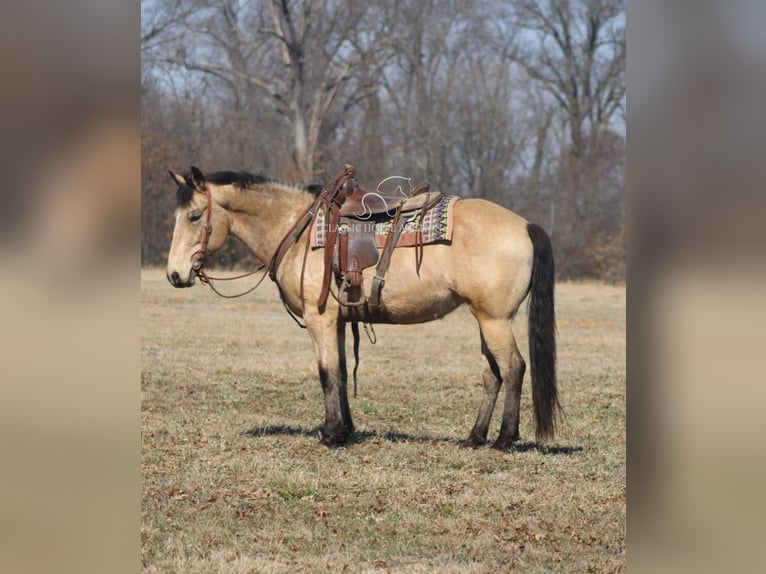 Draft Horse Mare 7 years 15 hh Buckskin in Charleston, IL