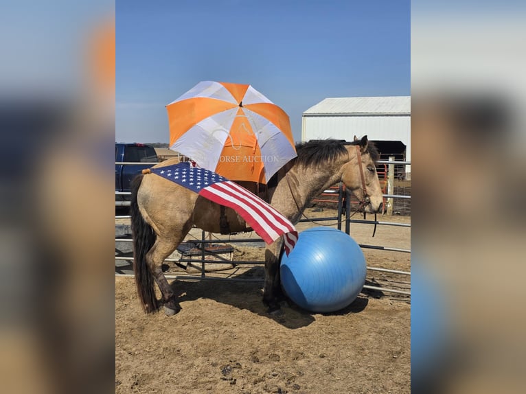 Draft Horse Mare 7 years 15 hh Buckskin in Charleston, IL