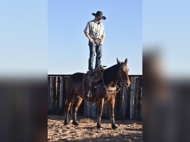 Draft Horse Mix Mare 7 years 15,2 hh Bay in Amarillo