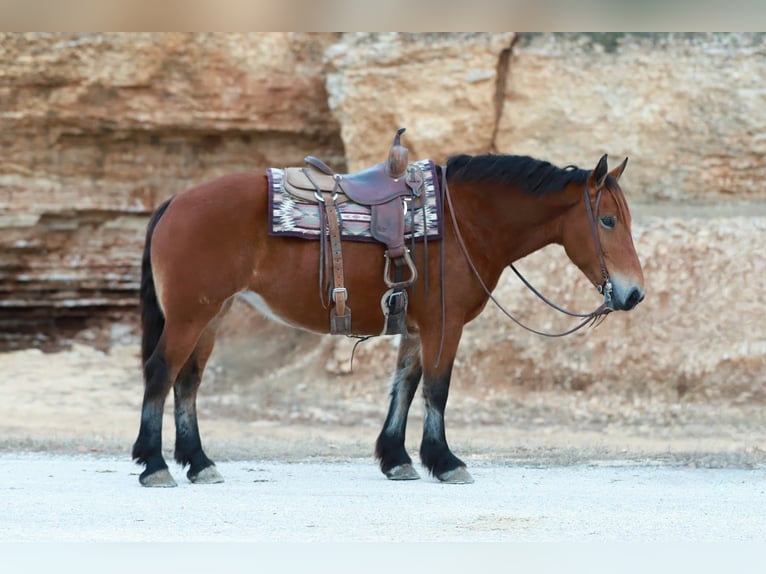 Draft Horse Mix Mare 7 years 15,3 hh Bay in Purdy