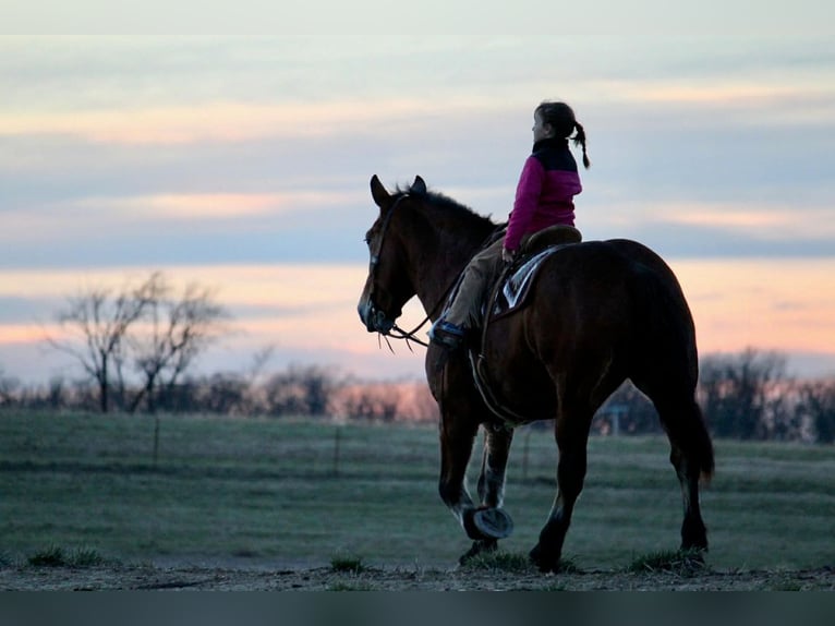 Draft Horse Mix Mare 7 years 15,3 hh Bay in Purdy